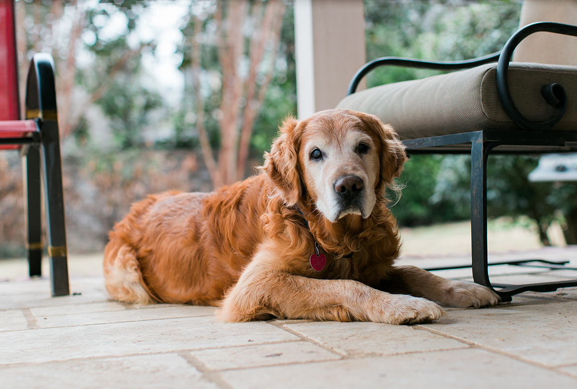 Senior golden retriever lying on an outdoor patio