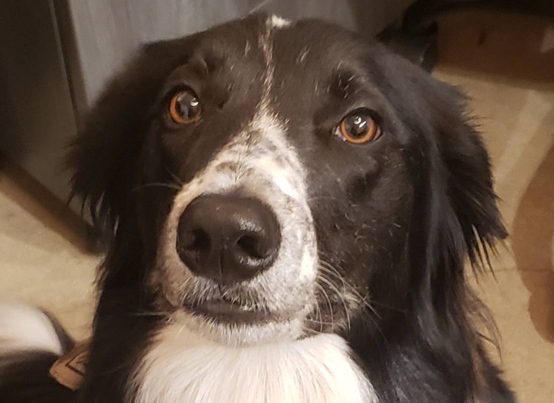 Black white dog looking intently.