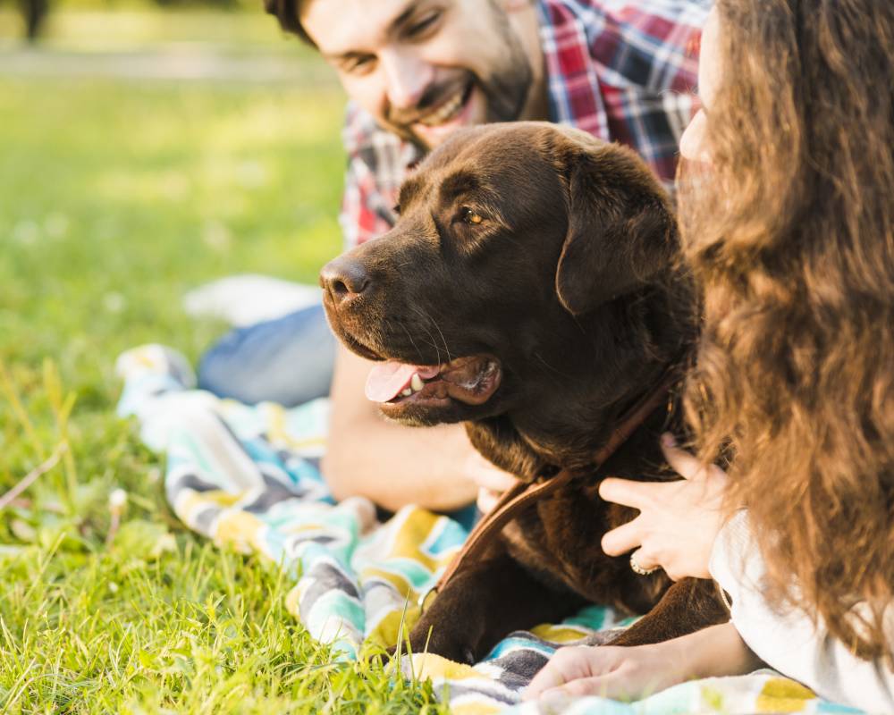 Brown Labrador with happy couple. Brown Labrador with happy couple.