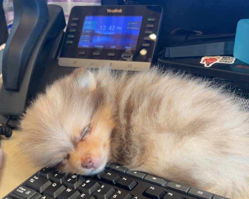 Fluffy puppy sleeping on keyboard.