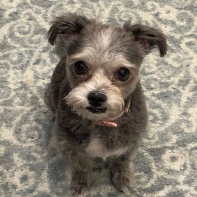 Small gray dog looking up.