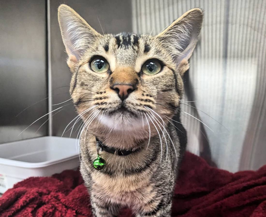 cat looking front